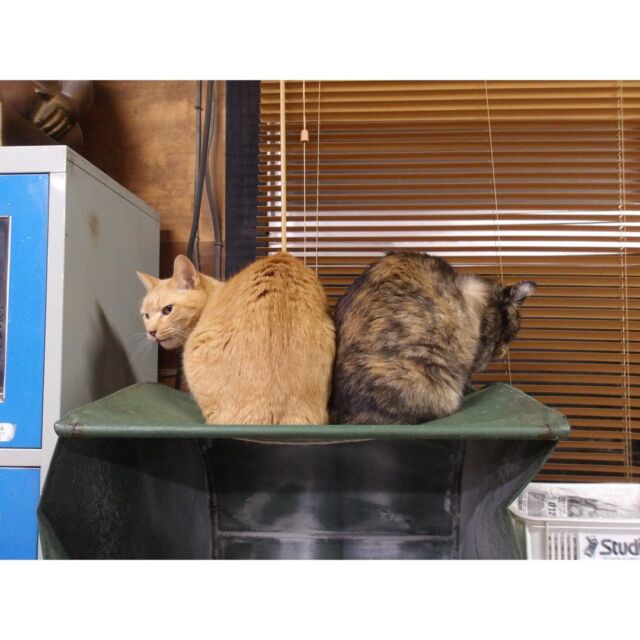 チャトとお母さん🐈🐈‍⬛
加工機の屋根はハンモックみたいでお気に入り。

#shiraishiglassstudio 
#白石ガラス工房