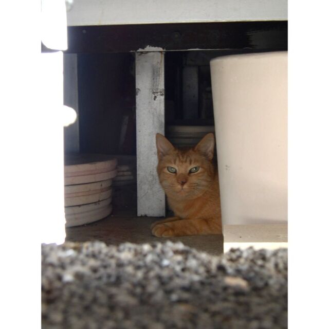 🐈

チャト、
定位置。

#shiraishiglassstudio 
#白石ガラス工房 
#ねこ