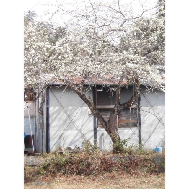 🌷
うぐいすが練習を終え、きれいに鳴き始めたこの頃。
工房の周りではたくさんの花が咲いています。

🌼

#shiraishiglassstudio 
#白石ガラス工房 
#春 
#spring