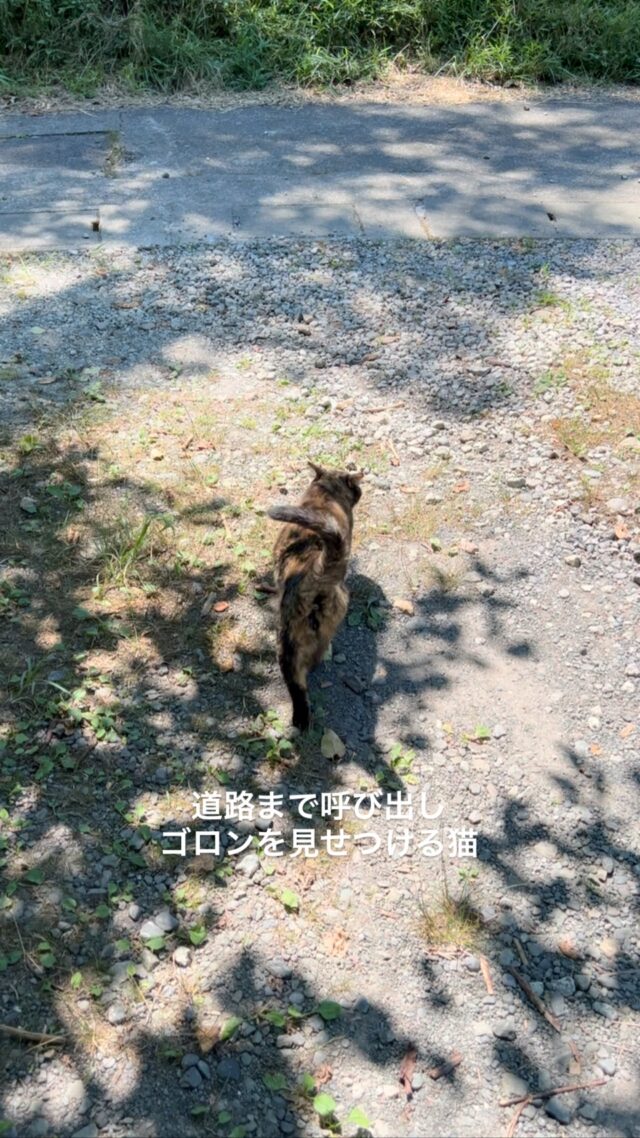 コンクリにすりすりするのが好きらしい

#いちごちゃん 
#ねこ 
#猫 
#cat 
#shiraishiglassstudio 
#白石ガラス工房