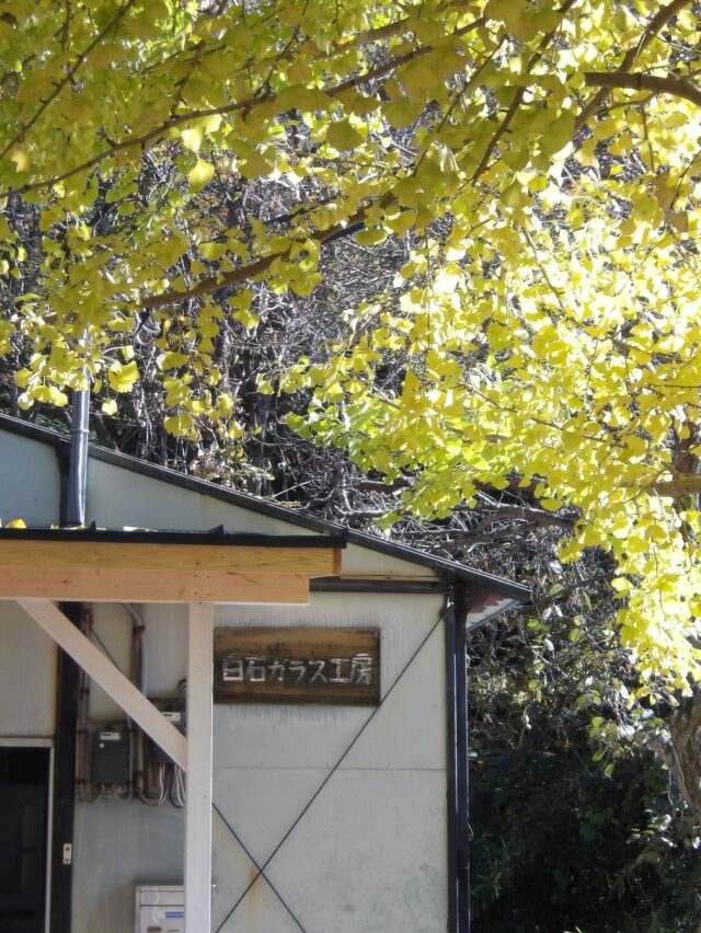 工房の秋

イチョウの葉っぱはもうすっかり落ちてしまいました

#shiraishiglassstudio 
#白石ガラス工房 
#イチョウ 
#銀杏