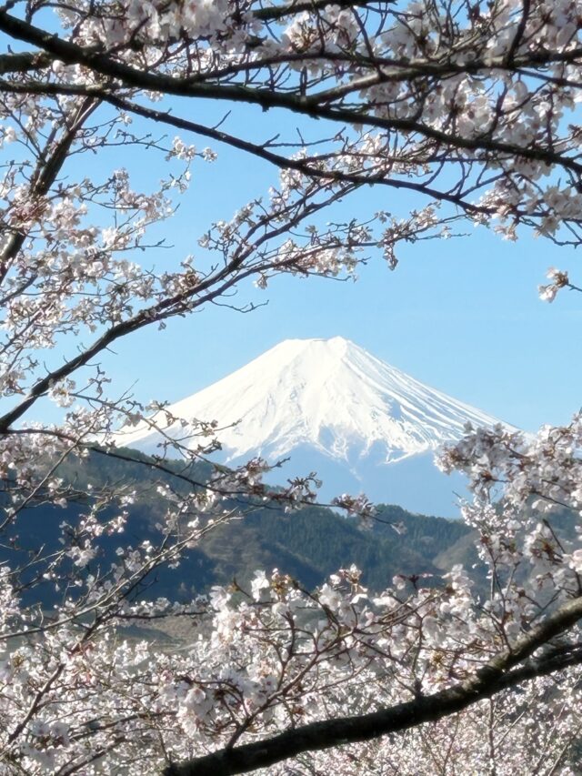 今年も綺麗でした。

🌸

#山梨 #yamanashi #白石ガラス工房 #shiraishiglassstudio 
#桜