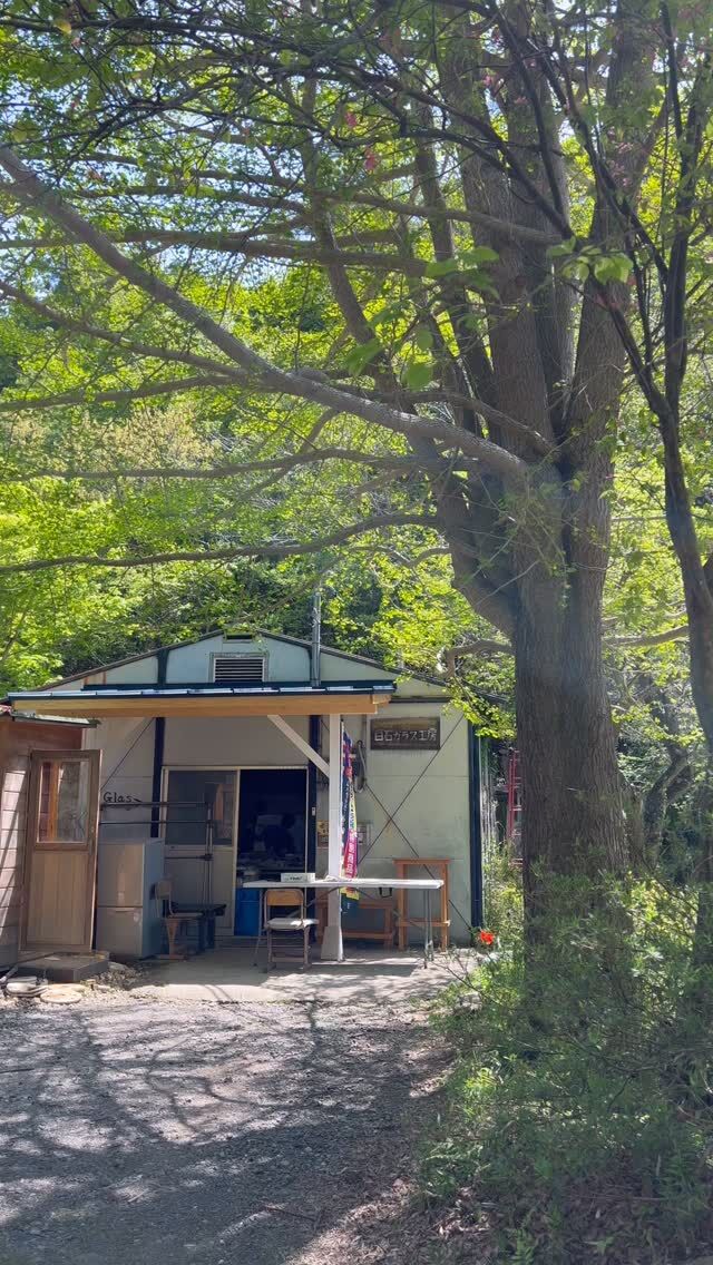 工房のまわりの賑やかな鳥たち🌳🕊️

#shiraishiglassstudio 
#白石ガラス工房 
#山梨 
#yamanashi 
#大月