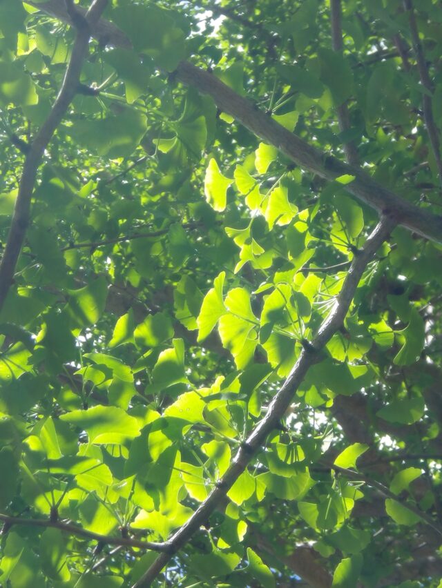 雨あがり🌤️
あつくなりそうです

#shiraishiglassstudio 
#白石ガラス工房 
#大月市 
#ねこ