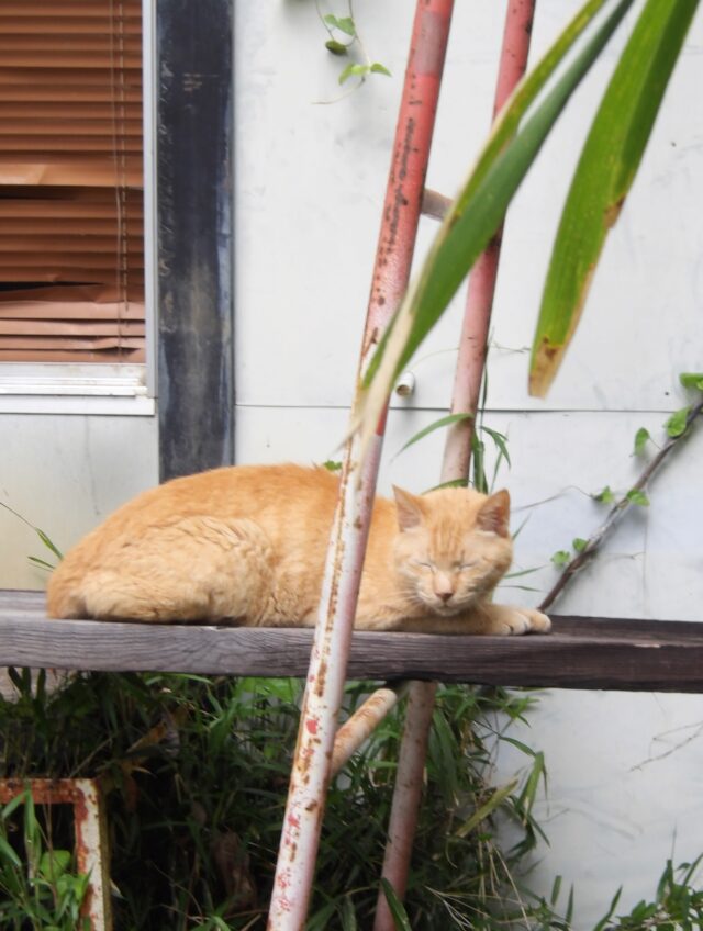 🐱
そよ風に吹かれ、ぽやぽやしているチャト
起きている時は工房まわりを自由に散歩しています

#shiraishiglassstudio 
#白石ガラス工房 
#チャト 
#ねこ 
#猫