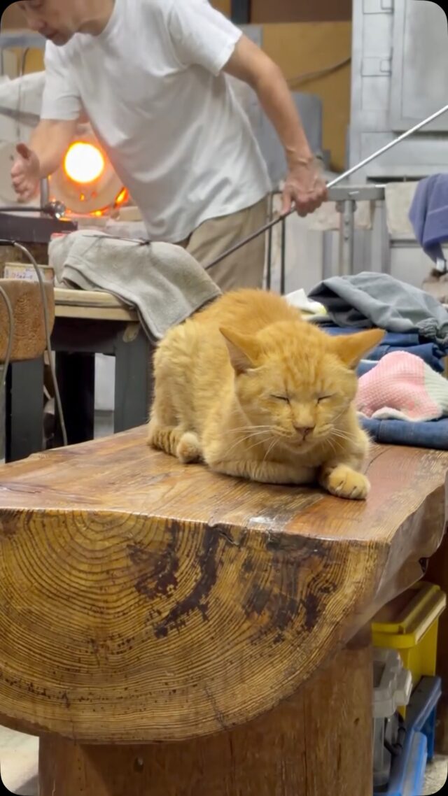 白石ガラス工房のねこ

#チャト 
#白石ガラス工房 
#shiraishiglassstudio 
#glassstudio 
#cat